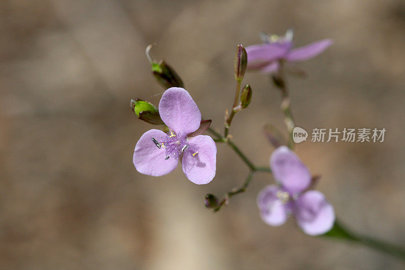 Murdannia graminea紫花澳大利亚本土